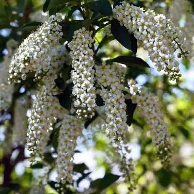 Черемуха виргинская ШУБЕРТ  Черемуха виргинская ШУБЕРТ в Ростове-на-Дону