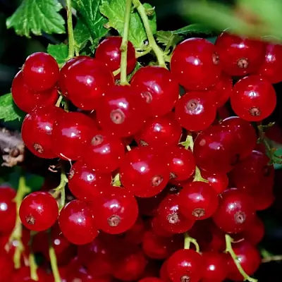 Смородина красная СЕРПАНТИН  Смородина красная СЕРПАНТИН в Ростове-на-Дону