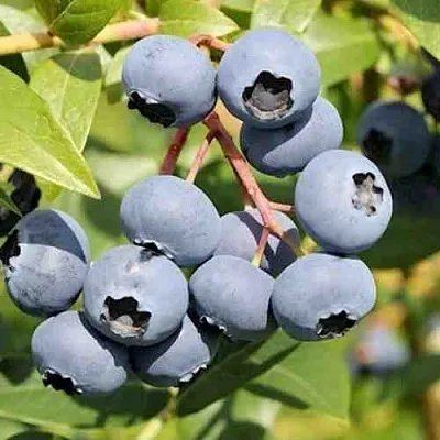 Голубика КРОЭТЭН  Голубика КРОЭТЭН в Ростове-на-Дону