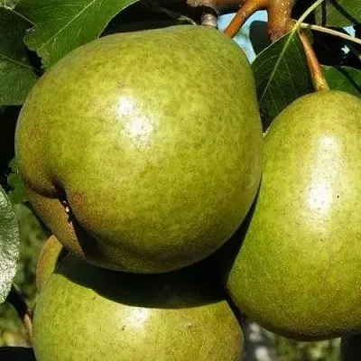 Груша ЯСАЧКА  Груша ЯСАЧКА в Ростове-на-Дону