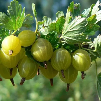 Крыжовник ЮБИЛЕЙНЫЙ  Крыжовник ЮБИЛЕЙНЫЙ в Ростове-на-Дону