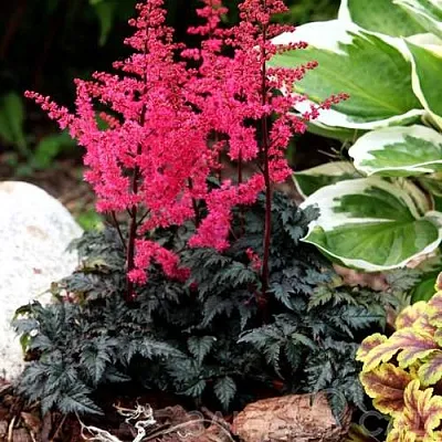 Астильба МУЛЕН РУЖ курчавая  Астильба МУЛЕН РУЖ курчавая в Ростове-на-Дону