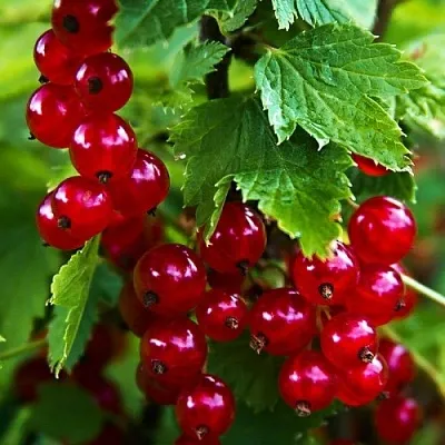 Смородина красная РОЛАН  Смородина красная РОЛАН в Ростове-на-Дону