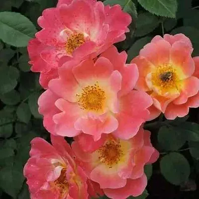 Саженцы роз ГЕРЦОГИНЯ ФРЕДЕРИКА шраб  Саженцы роз ГЕРЦОГИНЯ ФРЕДЕРИКА шраб в Ростове-на-Дону