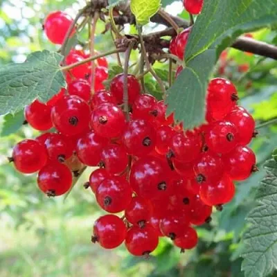 Смородина красная КРАСНАЯ АНДРЕЙЧЕНКО  Смородина красная КРАСНАЯ АНДРЕЙЧЕНКО в Ростове-на-Дону