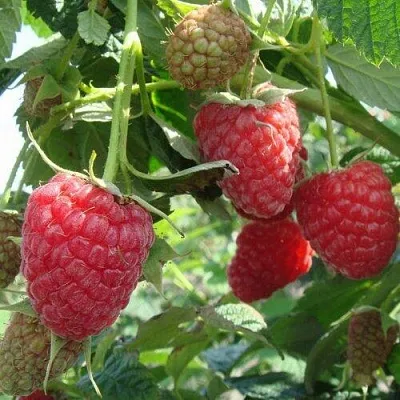 Малина КОЛОКОЛЬЧИК в Ростове-на-Дону