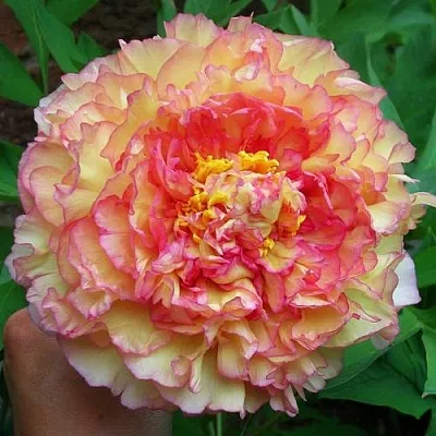 Пионы древовидные в Ростове-на-Дону