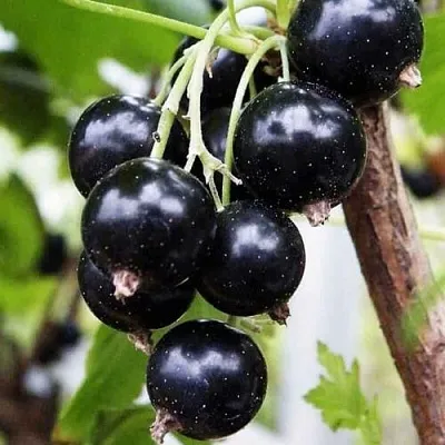 Смородина чёрная ДЕЛИКАТЕСНАЯ  Смородина чёрная ДЕЛИКАТЕСНАЯ в Ростове-на-Дону