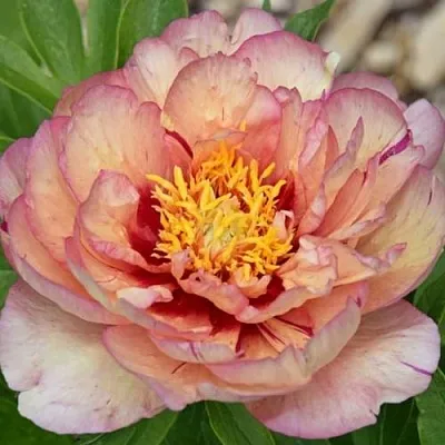 Пион КЭЛЛИС МЕМОРИ ито-гибрид  Пион КЭЛЛИС МЕМОРИ ито-гибрид в Ростове-на-Дону