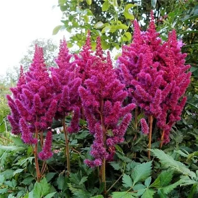 Астильба ВИЖНС китайская  Астильба ВИЖНС китайская в Ростове-на-Дону