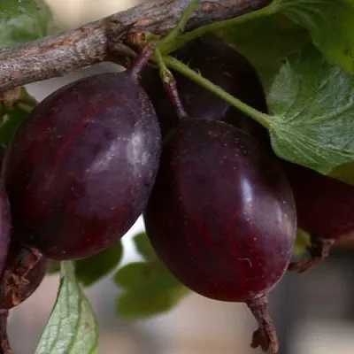 Крыжовник ЧЕЛЯБИНСКИЙ СЛАБОШИПОВАТЫЙ  Крыжовник ЧЕЛЯБИНСКИЙ СЛАБОШИПОВАТЫЙ в Ростове-на-Дону