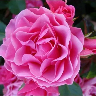 Саженцы роз АЙ ЭМ ГРЕЙТФУЛ флорибунда  Саженцы роз АЙ ЭМ ГРЕЙТФУЛ флорибунда в Ростове-на-Дону