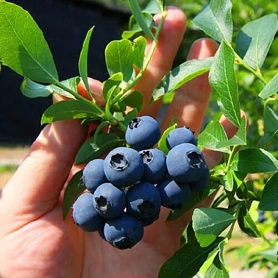 Голубика НОРТ КАНТРИ  Голубика НОРТ КАНТРИ в Ростове-на-Дону