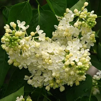 Сирень ПРИМРОУЗ  Сирень ПРИМРОУЗ в Ростове-на-Дону