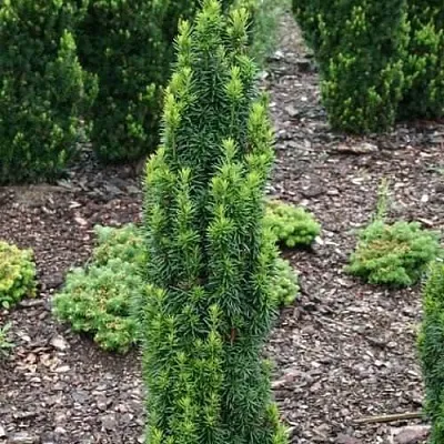 Тис ВОЙТЕК средний   Тис ВОЙТЕК средний  в Ростове-на-Дону