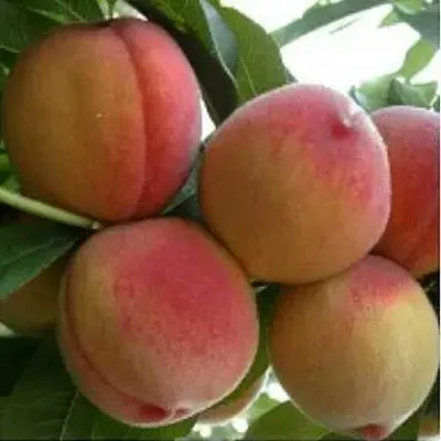 Персик ТУРИСТ  Персик ТУРИСТ в Ростове-на-Дону