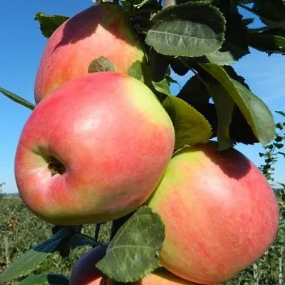 Яблоня БРЯНСКОЕ РОЗОВОЕ  Яблоня БРЯНСКОЕ РОЗОВОЕ в Ростове-на-Дону