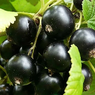 Смородина черная ЭБОНИ  Смородина черная ЭБОНИ в Ростове-на-Дону