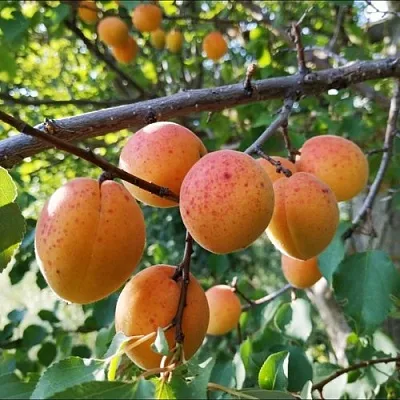 Абрикос ЖЕРДЕЛА  Абрикос ЖЕРДЕЛА в Ростове-на-Дону