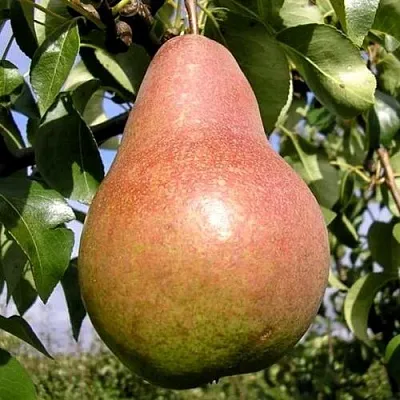 Груша КИРГИЗСКАЯ ЗИМНЯЯ  Груша КИРГИЗСКАЯ ЗИМНЯЯ в Ростове-на-Дону