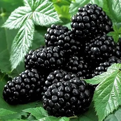 Ежевика БЛЭК БЬЮТИ  Ежевика БЛЭК БЬЮТИ в Ростове-на-Дону