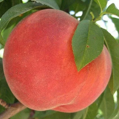 Персик МАЙСКИЙ ЦВЕТОК  Персик МАЙСКИЙ ЦВЕТОК в Ростове-на-Дону