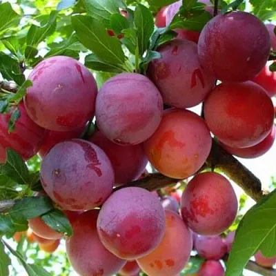 Слива НЕКТАРИННАЯ АРОМАТНАЯ  Слива НЕКТАРИННАЯ АРОМАТНАЯ в Ростове-на-Дону