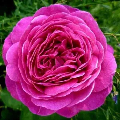 Саженцы роз ХАЙДИ КЛУМ флорибунда  Саженцы роз ХАЙДИ КЛУМ флорибунда в Ростове-на-Дону