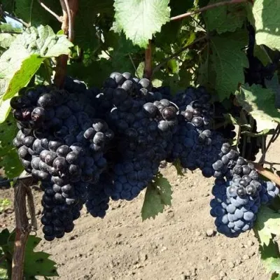Виноград ДЕНИСОВСКИЙ в Ростове-на-Дону