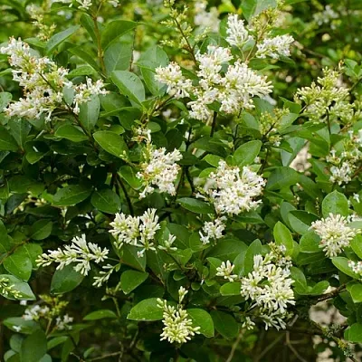 Бирючина  Бирючина в Ростове-на-Дону