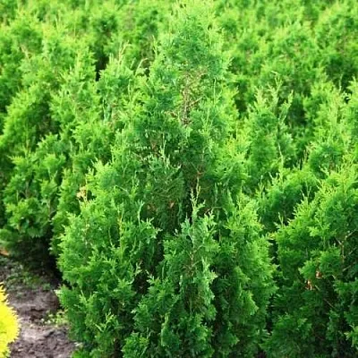 Туя СПИРАЛИС западная  Туя СПИРАЛИС западная в Ростове-на-Дону