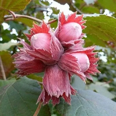 Фундук СКАРЛЕТТ  Фундук СКАРЛЕТТ в Ростове-на-Дону