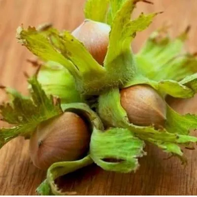 Фундук ГИГАНТ ТАМБОВСКИЙ  Фундук ГИГАНТ ТАМБОВСКИЙ в Ростове-на-Дону