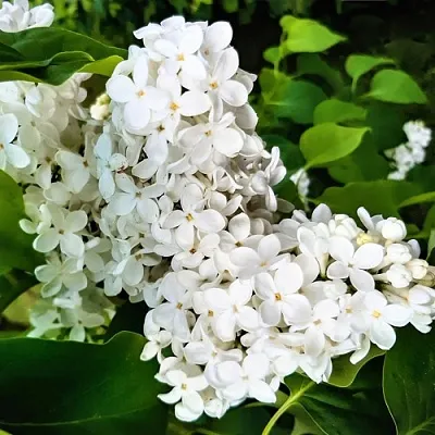 Сирень МАЛЕНЬКИЙ ПРИНЦ  Сирень МАЛЕНЬКИЙ ПРИНЦ в Ростове-на-Дону