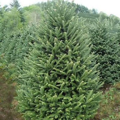 Пихта ФРАЗЕРА  Пихта ФРАЗЕРА в Ростове-на-Дону