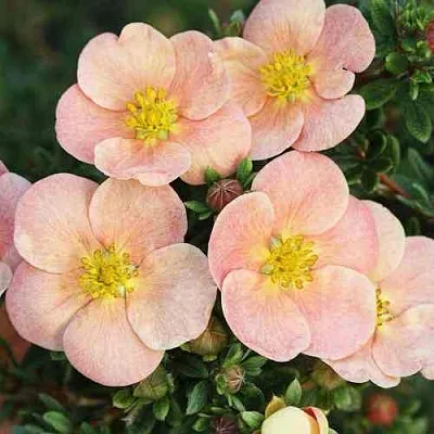 Лапчатка ДЕЙДАУН кустарниковая   Лапчатка ДЕЙДАУН кустарниковая  в Ростове-на-Дону