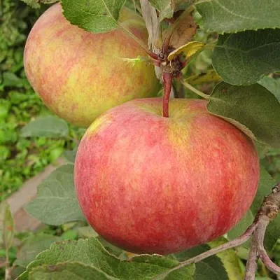 Яблоня ПЕРВОУРАЛЬСКОЕ  Яблоня ПЕРВОУРАЛЬСКОЕ в Ростове-на-Дону