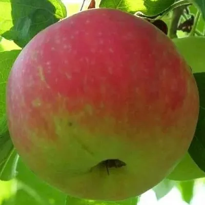 Яблоня УТРО  Яблоня УТРО в Ростове-на-Дону