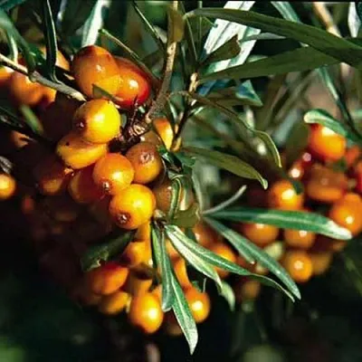 Облепиха ДАР КАЗАКОВУ  Облепиха ДАР КАЗАКОВУ в Ростове-на-Дону