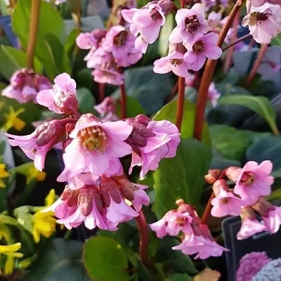 Бадан БЭБИ ДОЛЛ  Бадан БЭБИ ДОЛЛ в Ростове-на-Дону