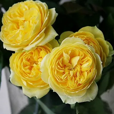 Саженцы роз КАТАЛИНА спрей  Саженцы роз КАТАЛИНА спрей в Ростове-на-Дону