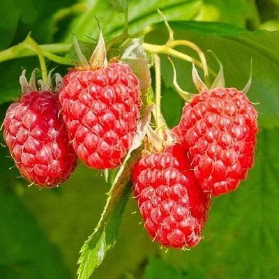 Малина ИЗОБИЛЬНАЯ в Ростове-на-Дону