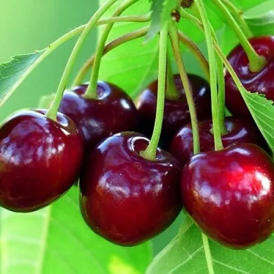 Вишня ВЯНОК  Вишня ВЯНОК в Ростове-на-Дону