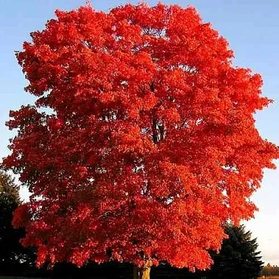 Дуб красный   Дуб красный  в Ростове-на-Дону