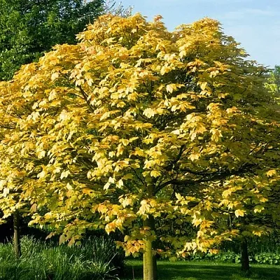 Клен ложноплатановый  Клен ложноплатановый в Ростове-на-Дону