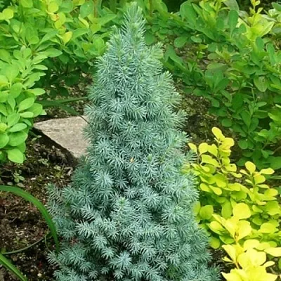 Ель КОНИКА сизая  Ель КОНИКА сизая в Ростове-на-Дону