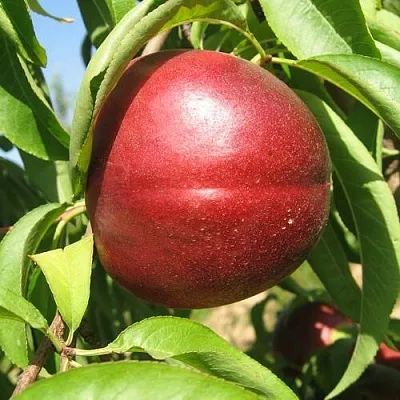 Нектарин ФАНТАЗИЯ  Нектарин ФАНТАЗИЯ в Ростове-на-Дону