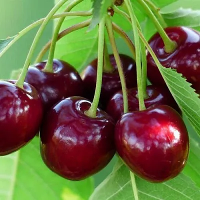 Дюк ЖИВИЦА (ЧЕРЕВИШНЯ)  Дюк ЖИВИЦА (ЧЕРЕВИШНЯ) в Ростове-на-Дону