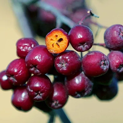 Рябина сладкоплодная  Рябина сладкоплодная в Ростове-на-Дону