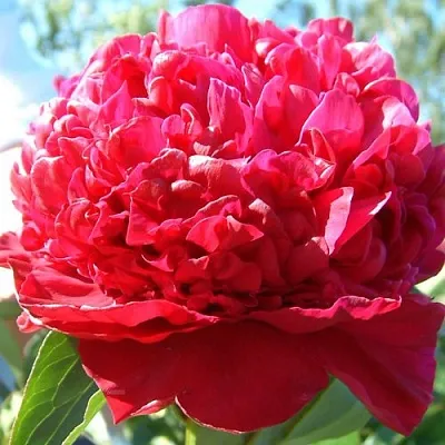 Пион ИНСПЕКТОР ЛАВЕРН травянистый  Пион ИНСПЕКТОР ЛАВЕРН травянистый в Ростове-на-Дону